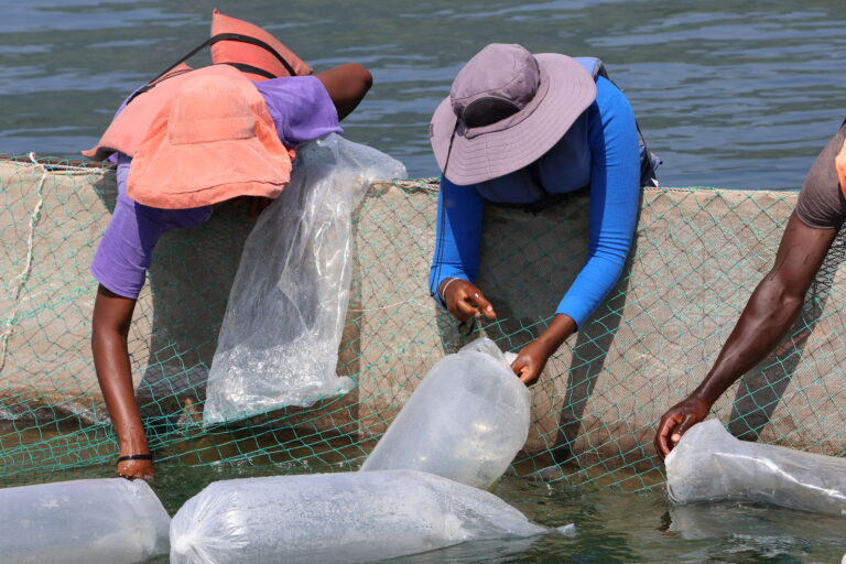 Learning Before Scaling: Why Aquaculture Education Is Fundamental to Viability in Africa