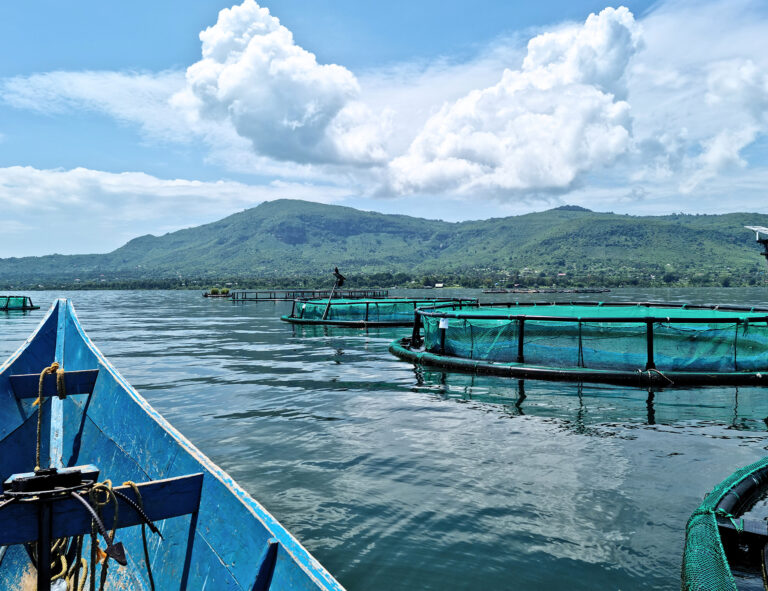 From spreadsheets to strategy: how data-led management supports early profitability on African fish farms